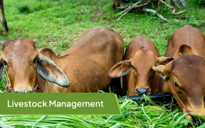 Why Livestock Management Needs a Digital Upgrade?