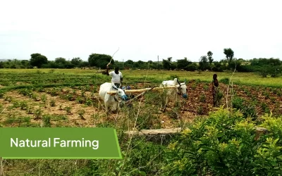 Embracing Natural Farming: A Return to Our Roots