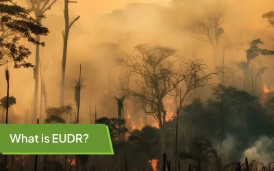What is EUDR? A Complete Guide to the EU Deforestation Regulation